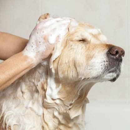Anti-Itch Dog Shampoo – “Ditch to Itch” | 300ml (Pack of 2)