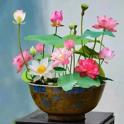 Bonsai Lotus Flower Seeds – Grow Your Own Miniature Zen Garden
