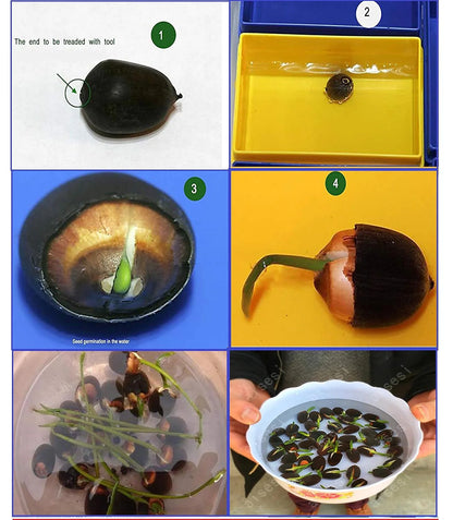 Bonsai Lotus Flower Seeds – Grow Your Own Miniature Zen Garden