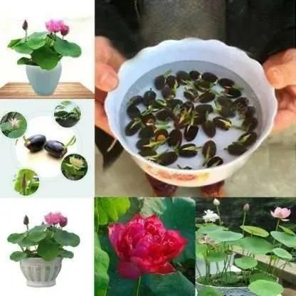 Bonsai Lotus Flower Seeds – Grow Your Own Miniature Zen Garden